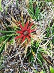 Fascicularia bicolor