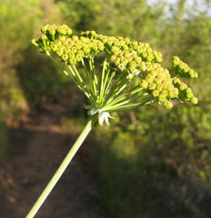 Lichtensteinia latifolia