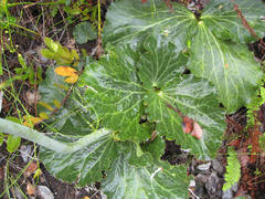 Lichtensteinia latifolia