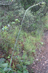Lichtensteinia latifolia