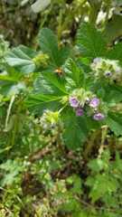 Hippodamia convergens