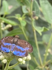 Quadrus contubernalis