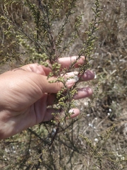 Artemisia arenaria