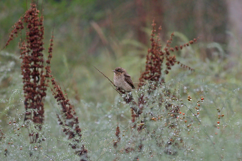 Eurasian Wryneck