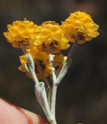 Helichrysum acrophilum observed 2014-02-10