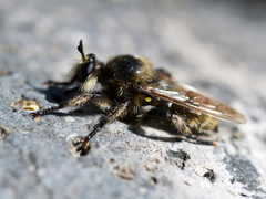Laphria fernaldi