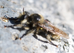 Laphria fernaldi
