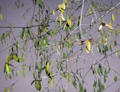 Pristimera longipetiolata