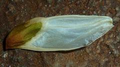 Pristimera longipetiolata