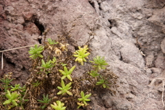 Spergularia azorica
