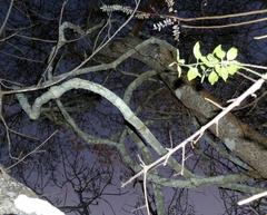 Pristimera longipetiolata