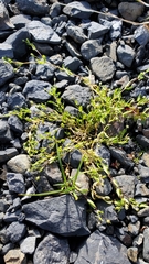Stellaria calycantha