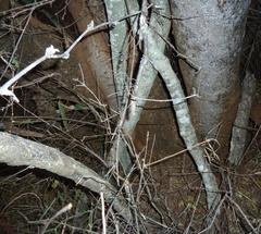 Pristimera longipetiolata