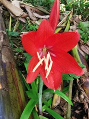 Hippeastrum reginae