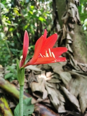 Hippeastrum reginae