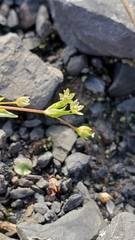Stellaria calycantha