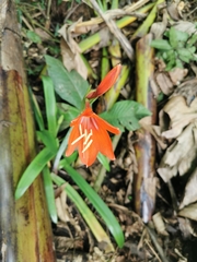 Hippeastrum reginae