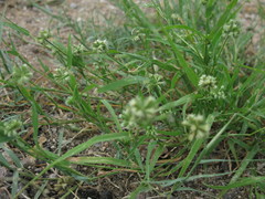 Dactyloctenium radulans