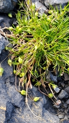 Sagina saginoides