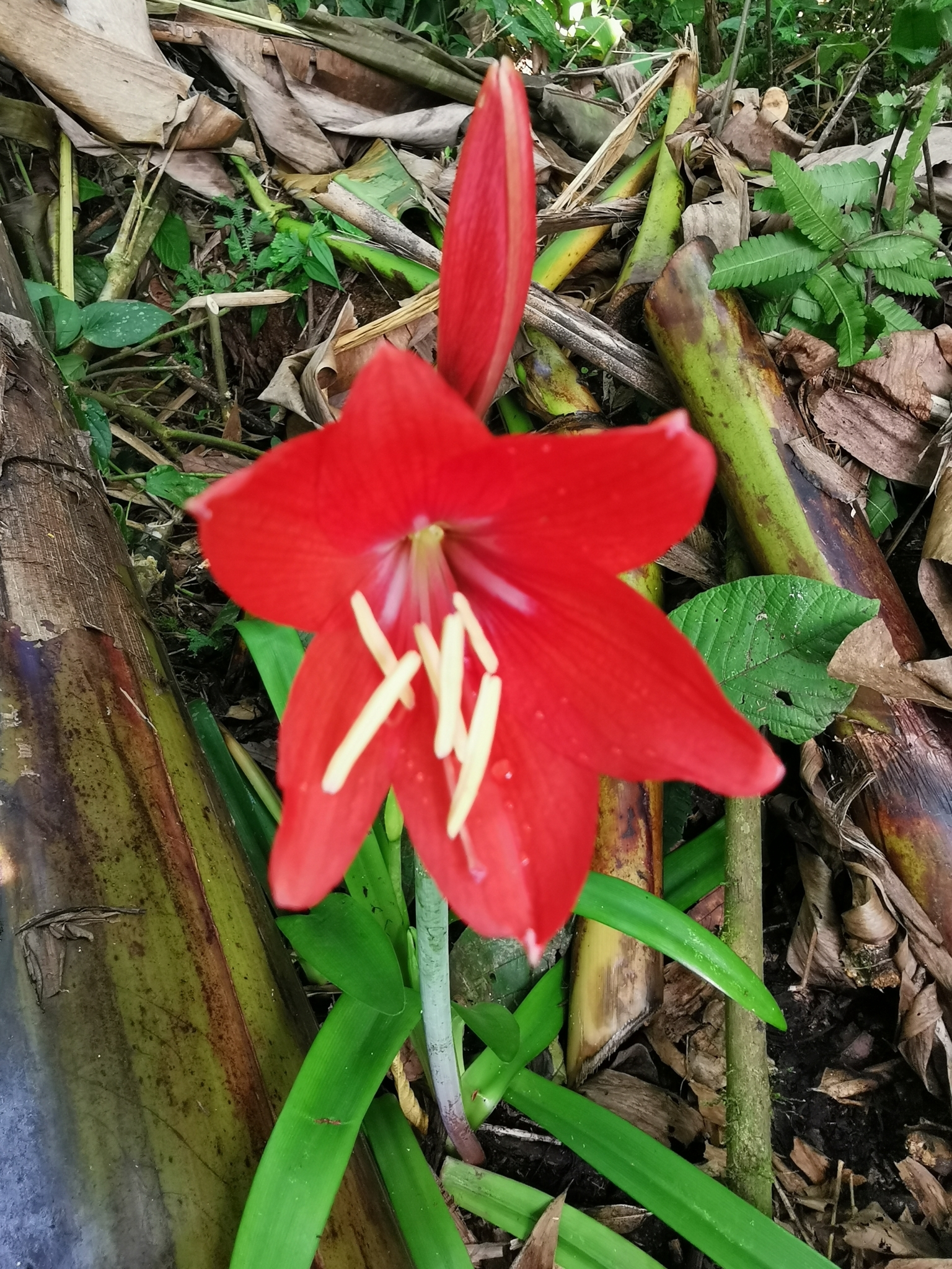 Imagem de Amarílis