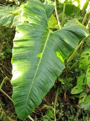 Philodendron deflexum