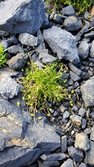 Sagina saginoides