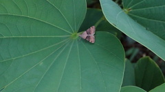 Hemeroplanis incusalis