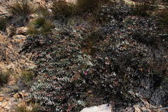 Protea amplexicaulis