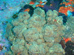 Eunephthya thyrsoidea