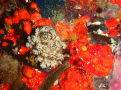Eunephthya thyrsoidea