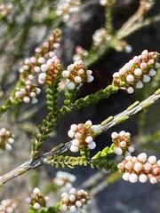 Micromyrtus ciliata