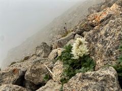 Delphinium densiflorum