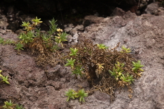 Spergularia azorica