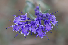 Caryopteris mongholica