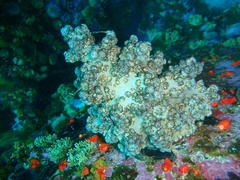 Eunephthya thyrsoidea