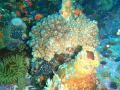 Eunephthya thyrsoidea