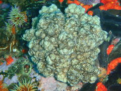 Eunephthya thyrsoidea