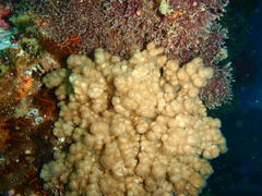 Eunephthya thyrsoidea