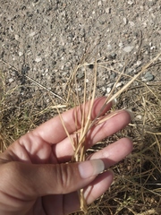 Cleistogenes squarrosa