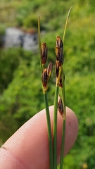 Juncus parryi