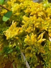 Sphagnum subsecundum