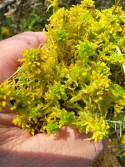 Sphagnum subsecundum