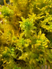 Sphagnum subsecundum