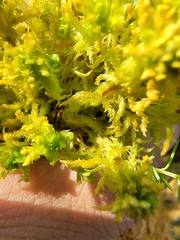 Sphagnum subsecundum