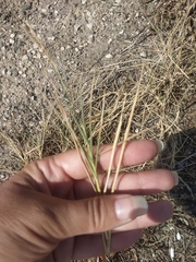 Cleistogenes squarrosa