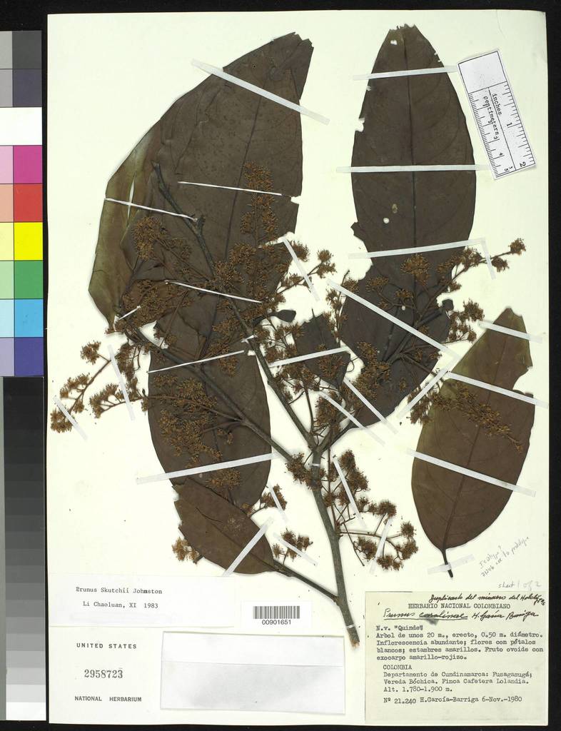 Prunus subcorymbosa