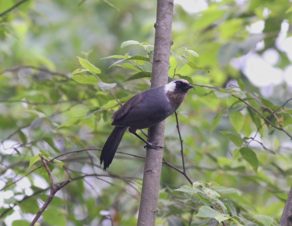 Grey Laughingthrush