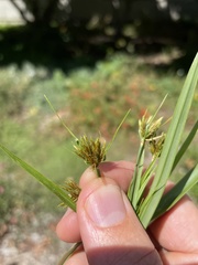 Cyperus esculentus heermannii