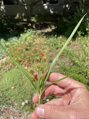 Cyperus esculentus heermannii