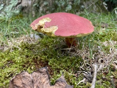 Boletus roodyi